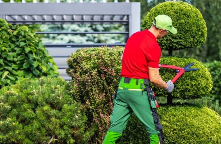 Landscaper Trimming Hedges With Shears