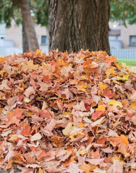 A pile of autumn fallen leaves on the ground near trees in the yard near houses.