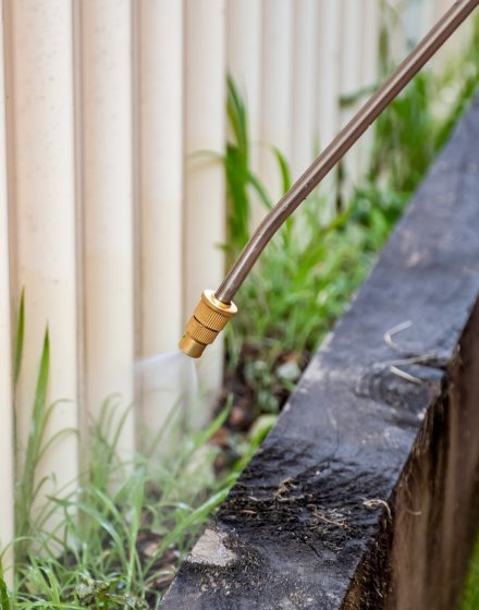 Spraying weed killer herbicide to control unwanted plants on a backyard