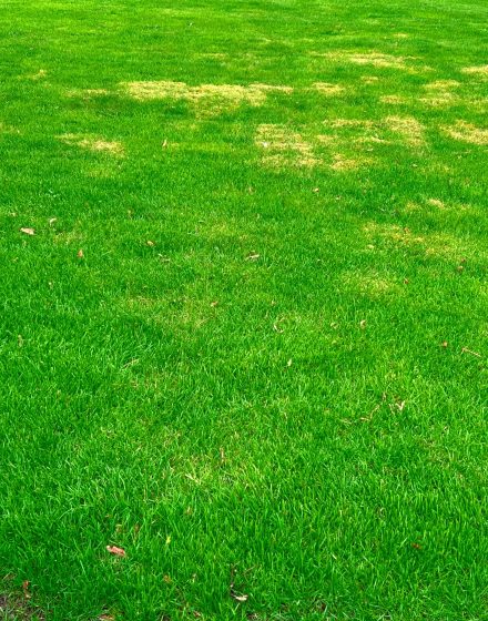 Stripes after mowing the lawn court.Green and yellow grass due to poor maintenance, lack of watering